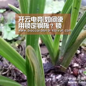 开云电竞|如何使用锁定钢板?锁定钢板治疗肱骨近端骨折的5点建议(图4) 开云官网